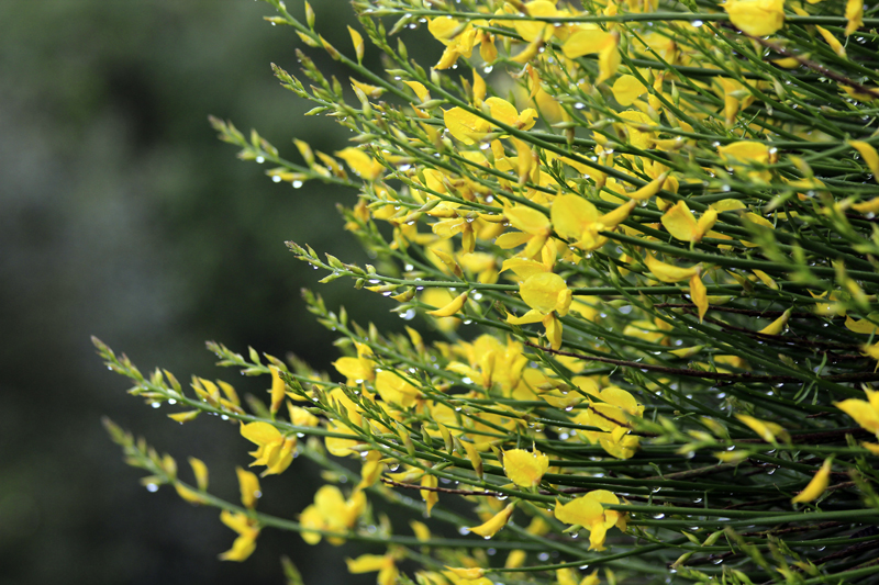 2016-04-26_165010 sardinien-2016.jpg - Ginster